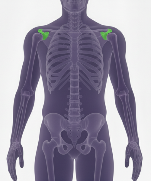MRI Shoulder & Scapula Scan